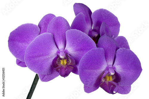 Fotografie, Obraz branch orchid