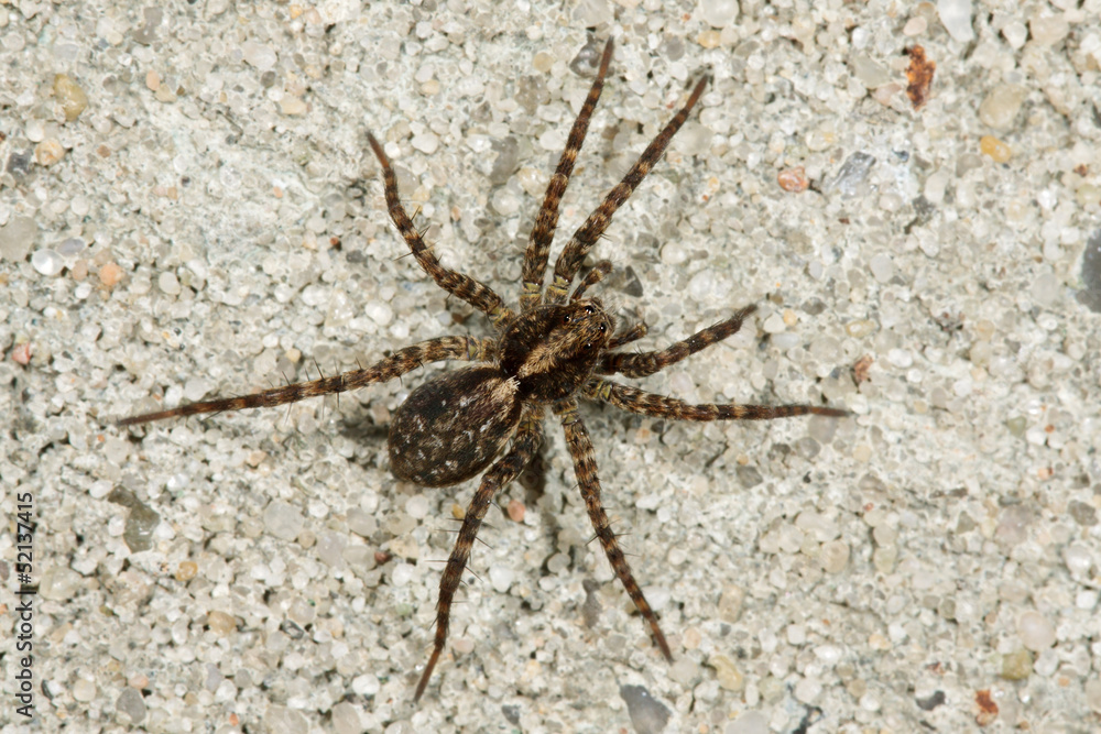 Close-up of a brown spider (Trochosa terricola) Close-up of a brown spider (Trochosa terricola)