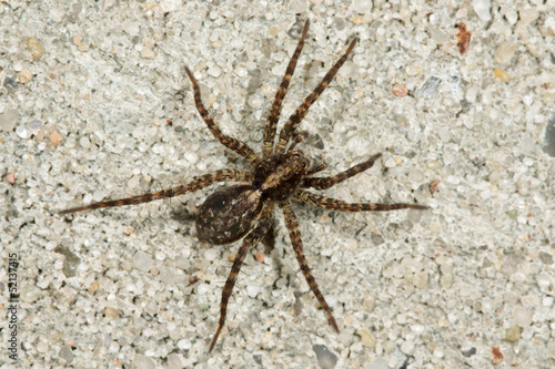 Close-up of a brown spider  Trochosa terricola 