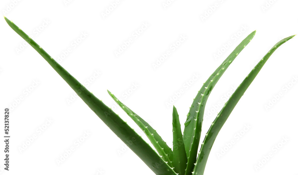 Obraz premium aloe vera