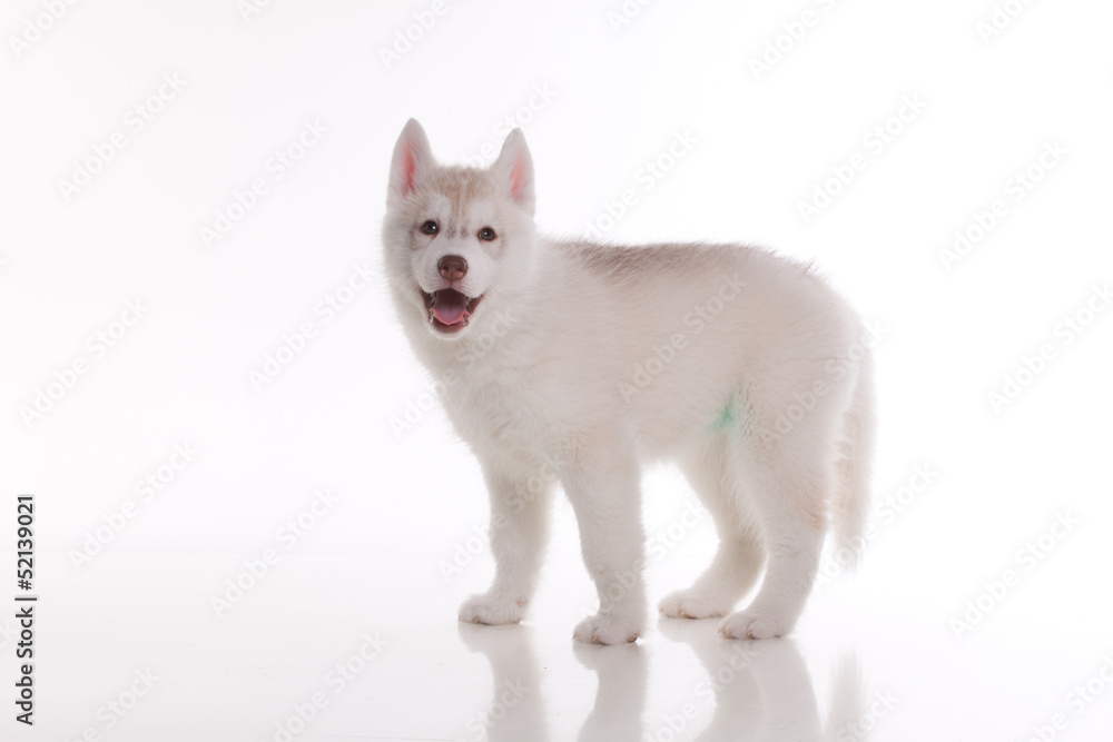 newborn puppy newborn puppy