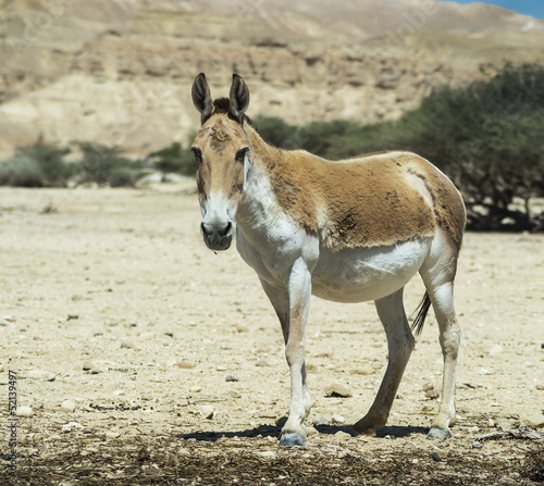 The onager  Equus hemionus  is a brown Asian wild ass