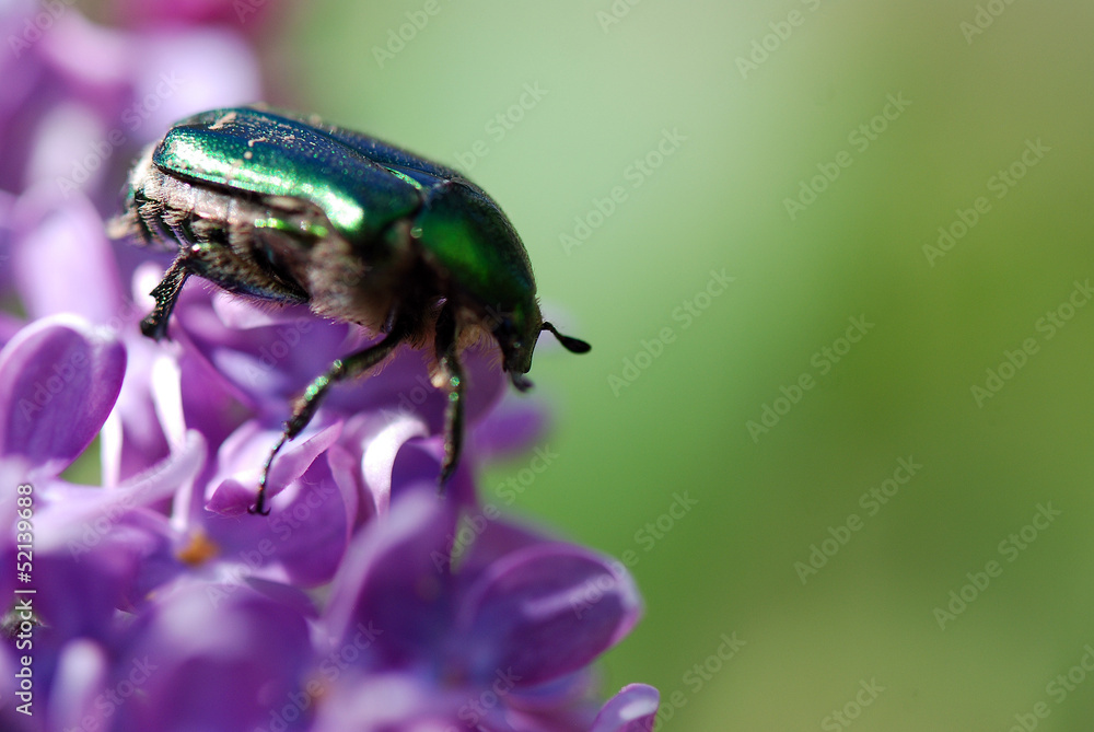 ESCARABAJO VERDE, ANOMALA AUSONIA, SOBRE UN LILO, SYRINGA VULGARIS ESCARABAJO VERDE, ANOMALA AUSONIA, SOBRE UN LILO, SYRINGA VULGARIS
