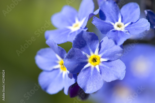 Blue flowers © images and videos