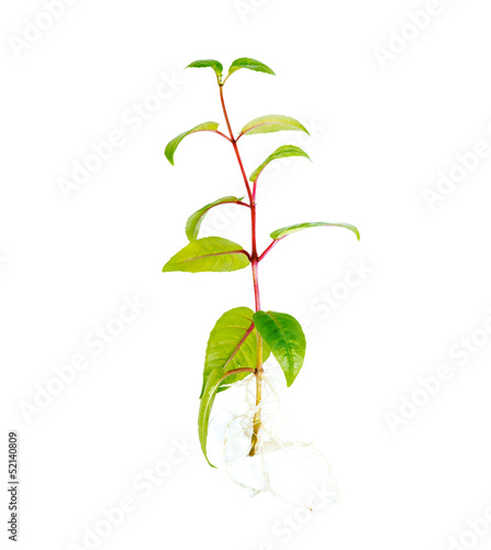 sapling seedling with visible root against a white background