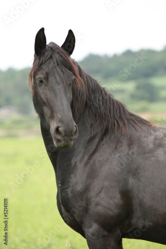 Beautiful friesian horse on pasturage