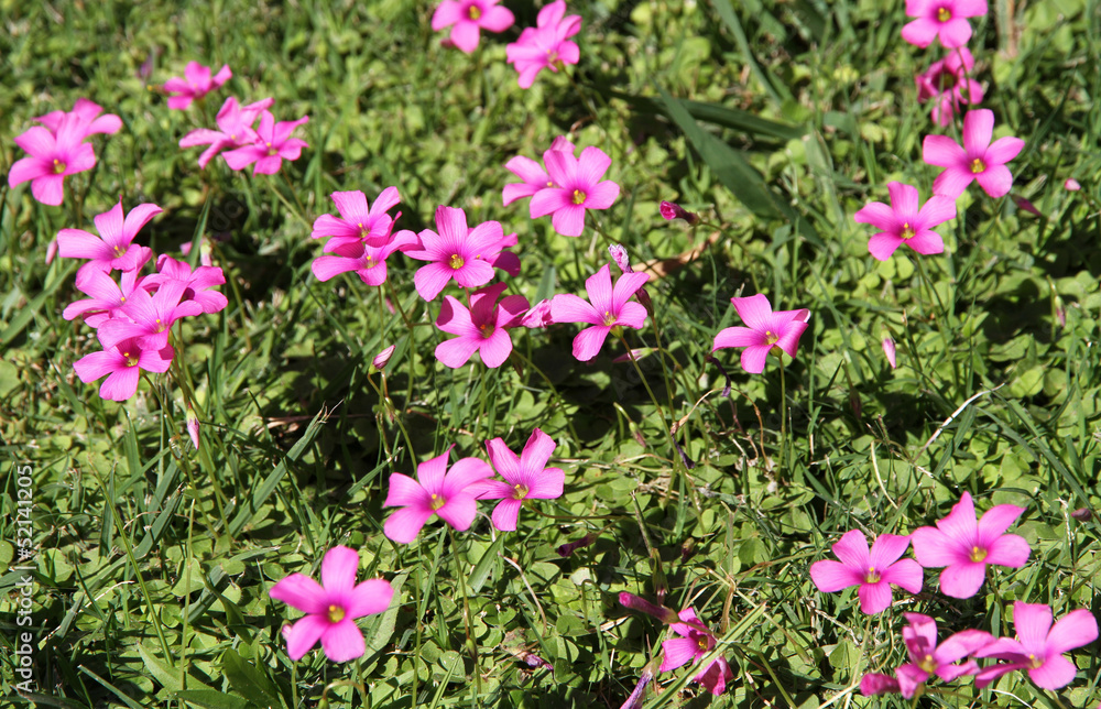 Pink meadow florets on a grassy glade. Pink meadow florets on a grassy glade.