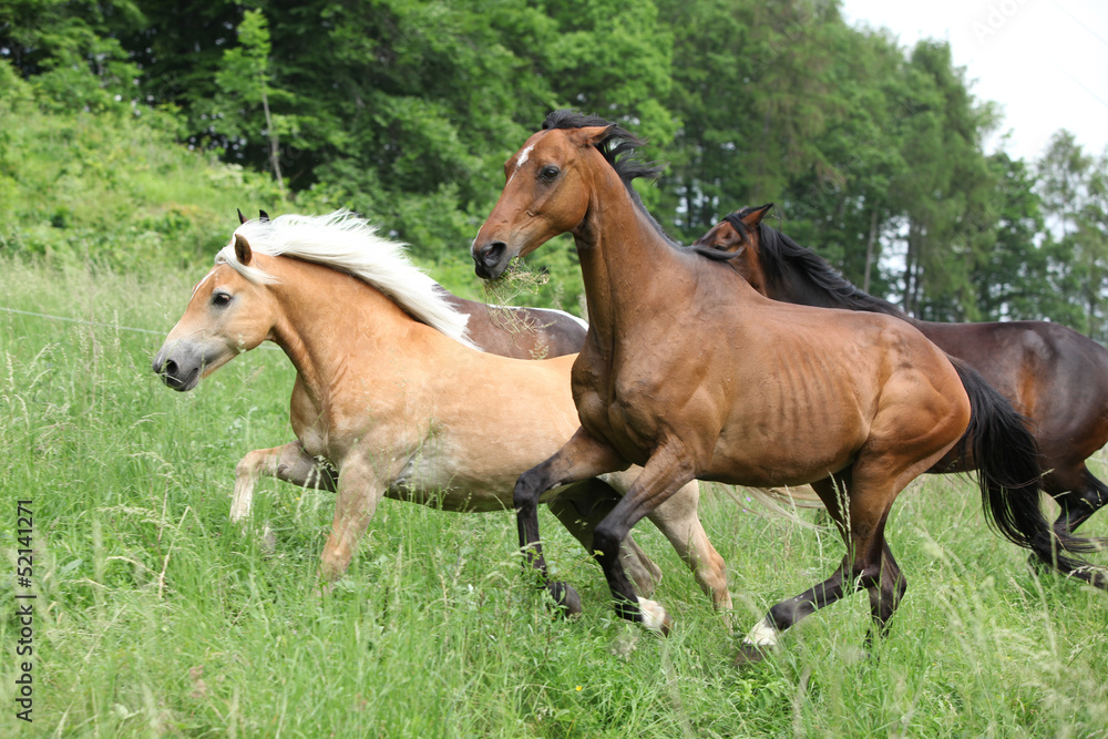 Batch of horses running