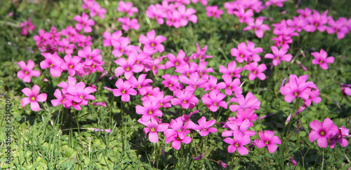 Fototapeta Naklejka Na Ścianę i Meble -  Grassy glade with pink flowers.