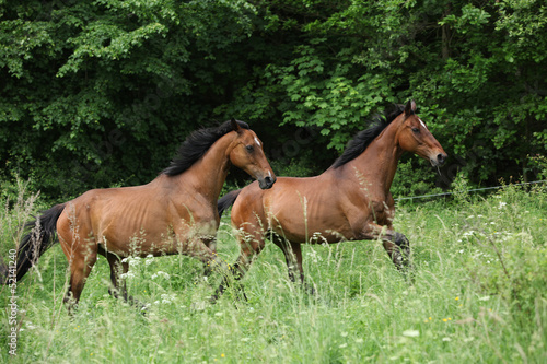 Two brown horses running in high grass © Zuzana Tillerova