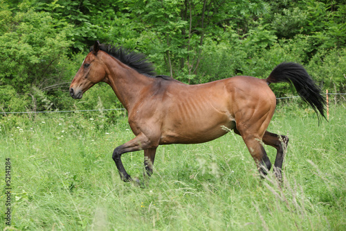 Brown horse running on pasturage
