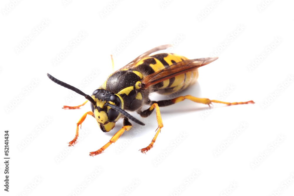 wasp isolated on white wasp isolated on white
