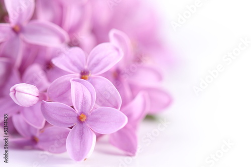 Lilac flowers. Macro