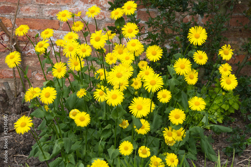 Doronicum,loveley yellow sring flower photo