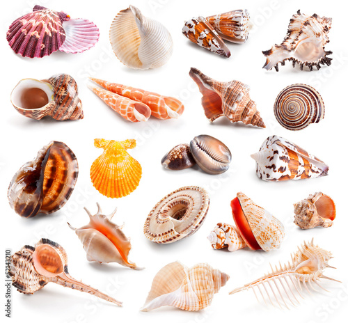 Seashell collection isolated on a white