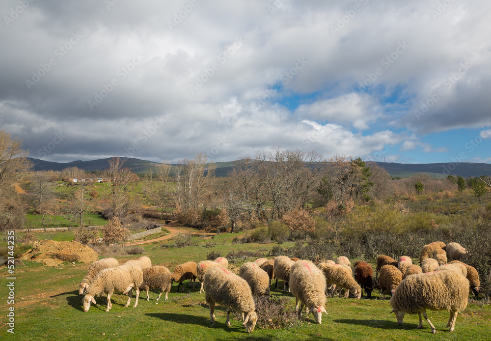 Fototapeta premium Flock of sheep