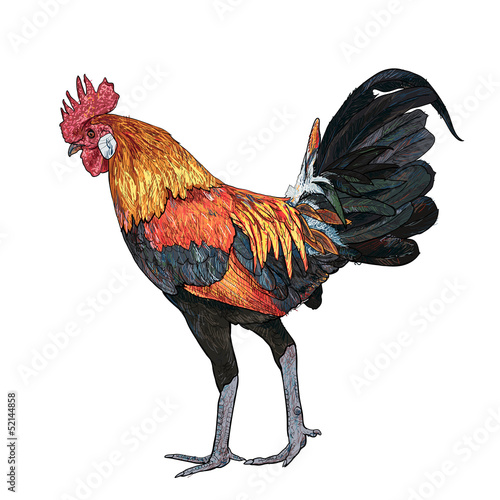 Fighting cock