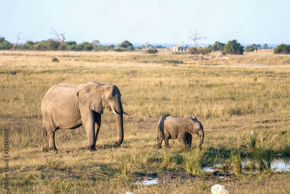 Elephant mother and baby in Botswana Elephant mother and baby in Botswana
