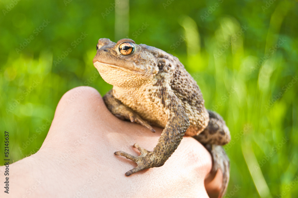 Obraz premium frog