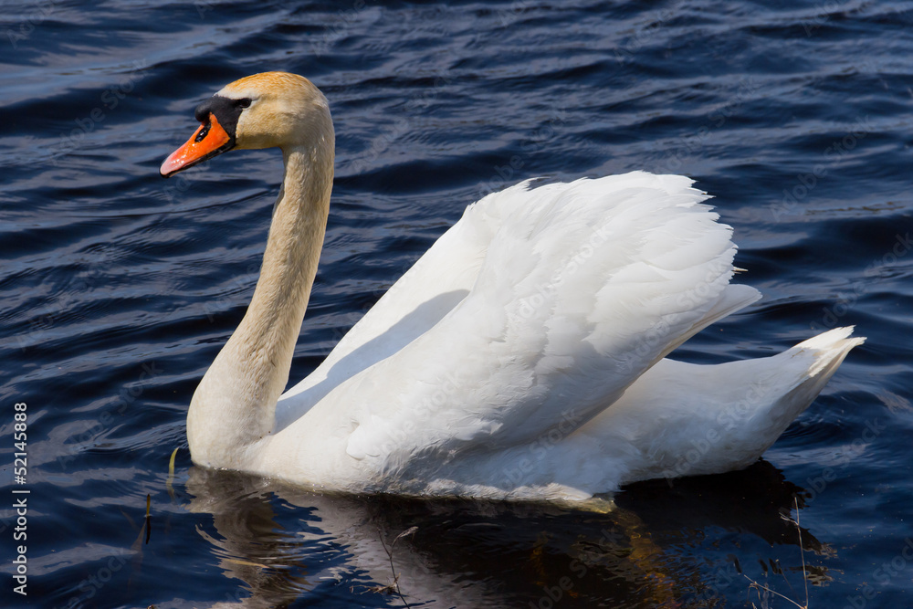 White swan floats in blue water of lake White swan floats in blue water of lake