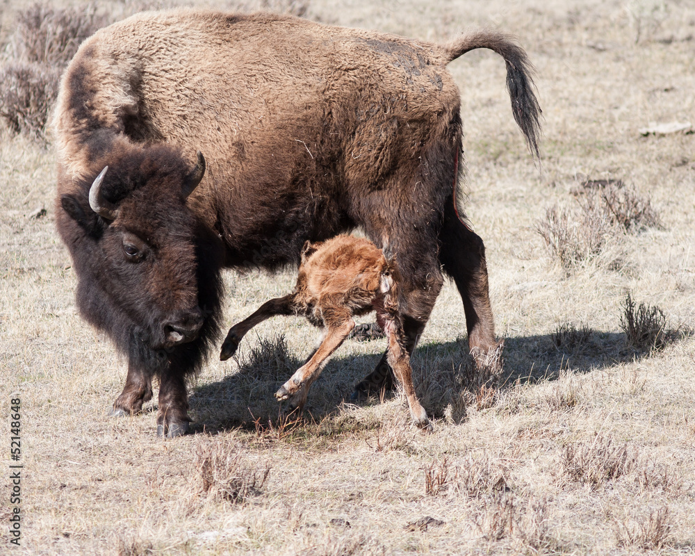 New born calf eating New born calf eating