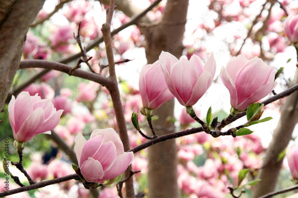 Fototapeta premium Pink Magnolia flowers in bloom