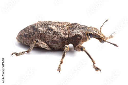 weevil isolated on white