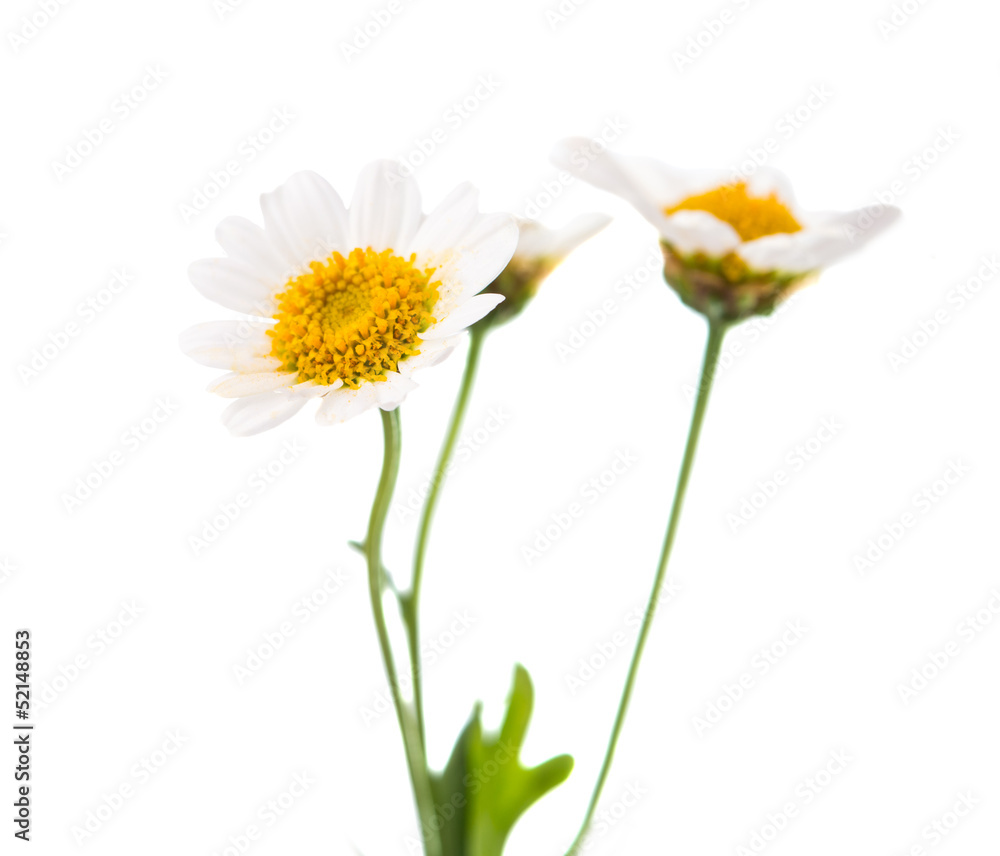 daisy daisy