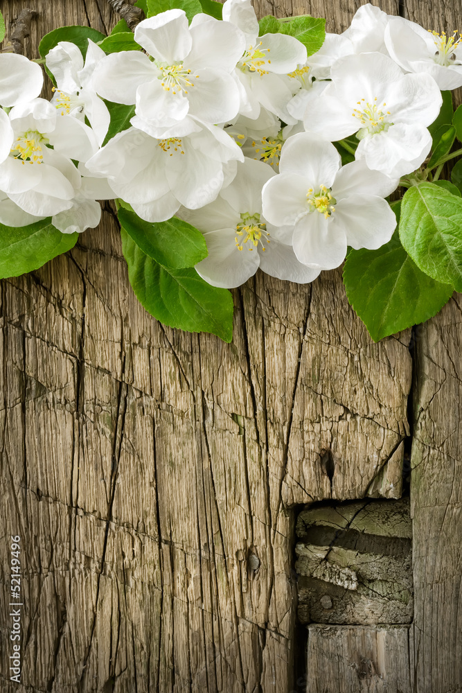 Pear blossoms over wood background