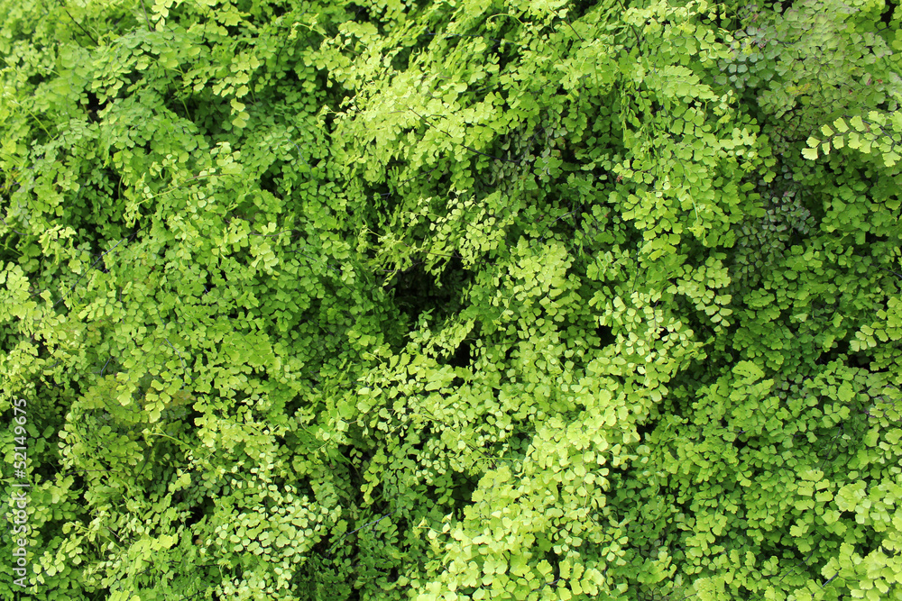 Capillaire - Adiantum capillus-veneris Capillaire - Adiantum capillus-veneris