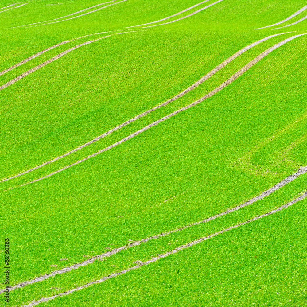 Obraz premium Beautiful green field pattern