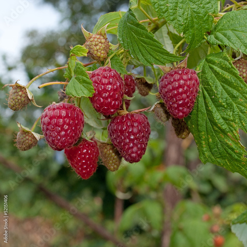 Himbeeren - Rubus idaeus