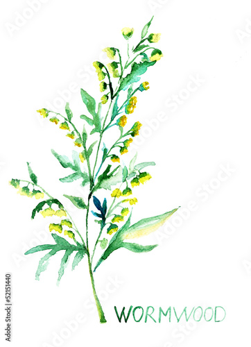 Common Wormwood  Artemisia absinthium 