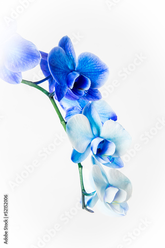 Fototapeta Naklejka Na Ścianę i Meble -  Blue Orchid