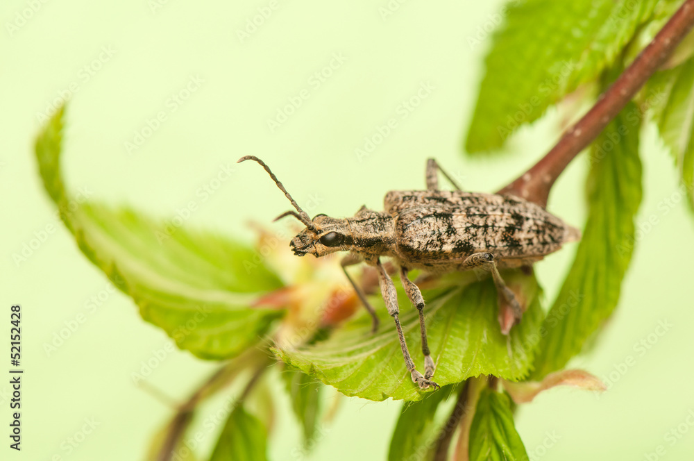 Rhagium inquisitor Rhagium inquisitor