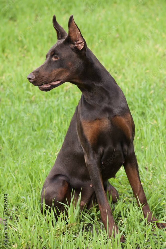 brown doberman