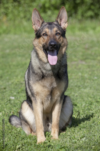 German sheepdog