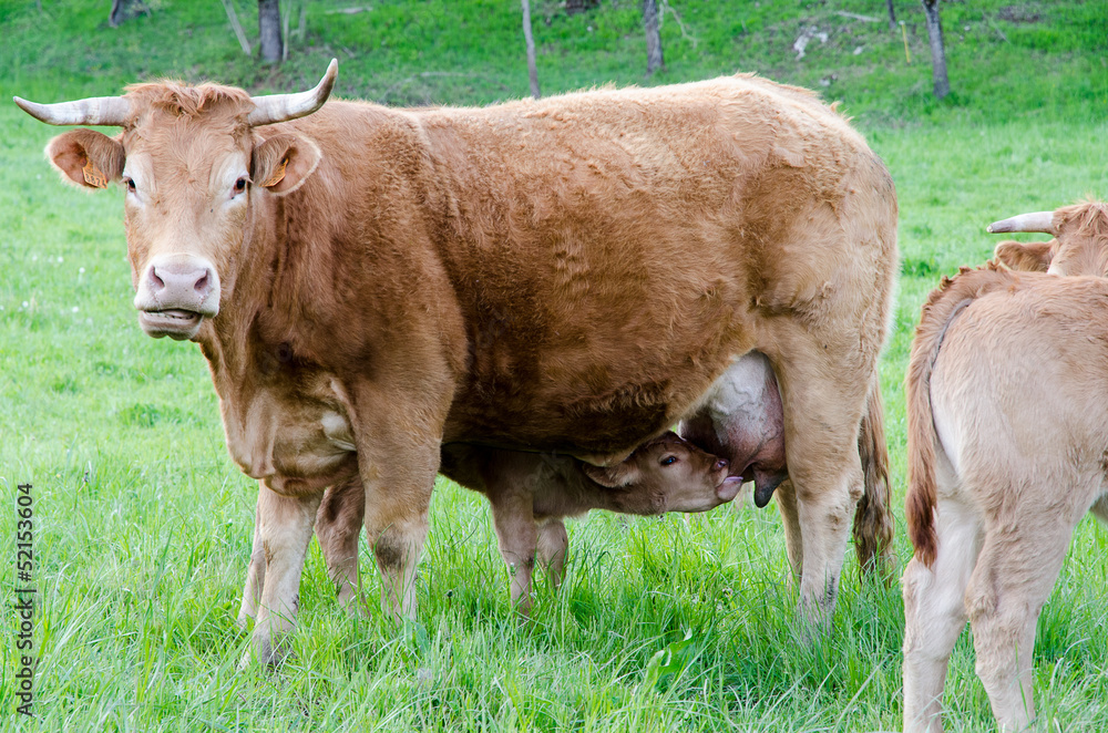 Veau qui tête la vache