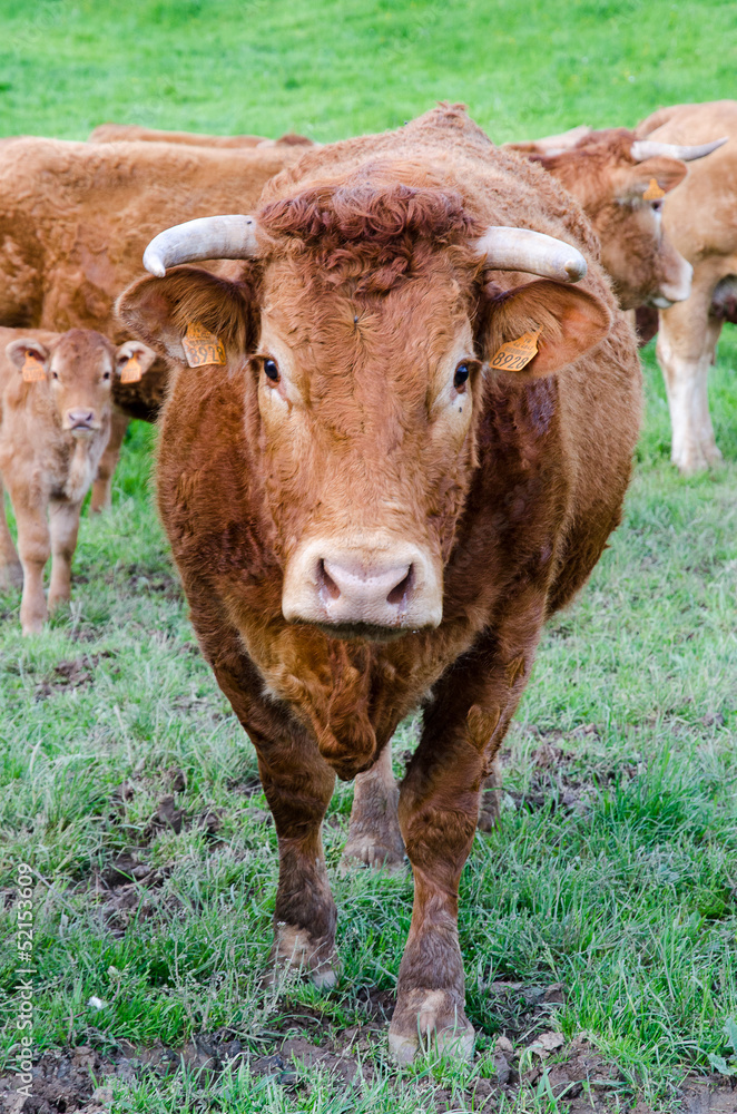 Vache, portrait