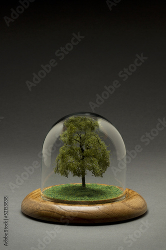 Tree in glass dome photo