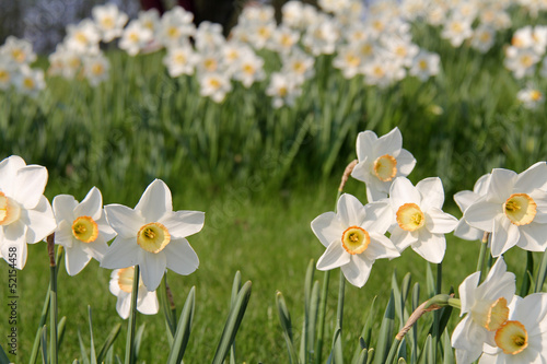 Fototapeta Naklejka Na Ścianę i Meble -  Narzissen