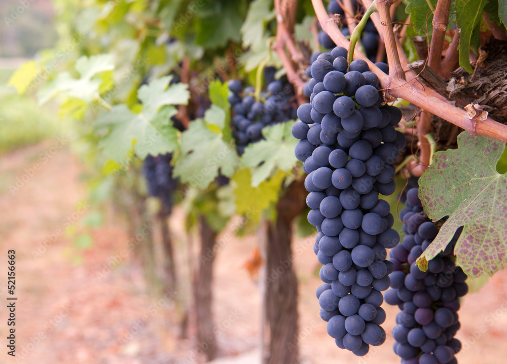 Macro Row of Grapes Fruit Hanging Vine Vineyard Agriculture