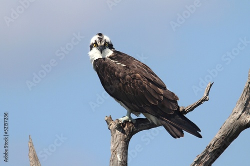 Osprey In A Tree