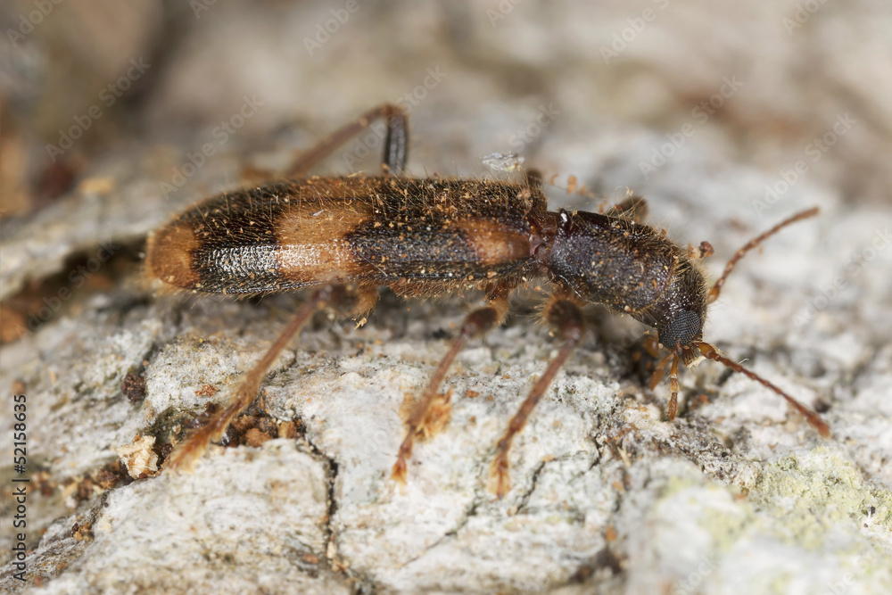 Opilio mollis on oak wood, extreme close-up Opilio mollis on oak wood, extreme close-up