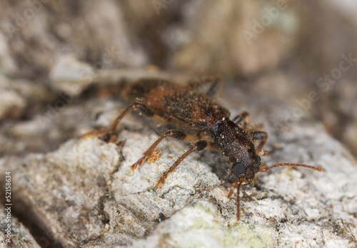 Opilio mollis on oak wood, extreme close-up