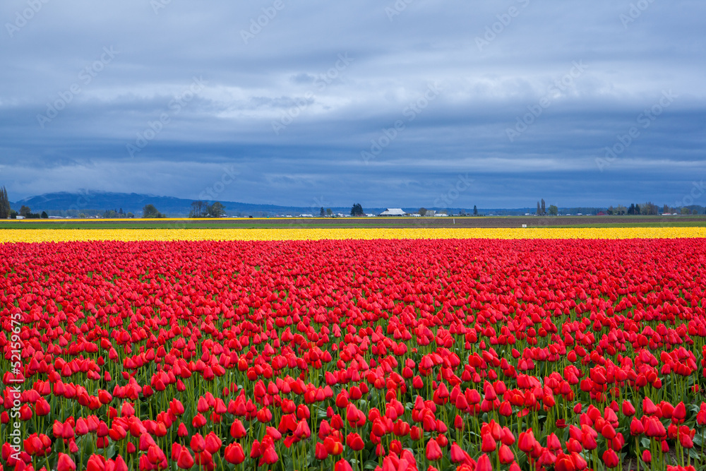 Red and yellow tulip field in the cloudy day