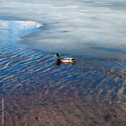 duck swimming in a frozen lake