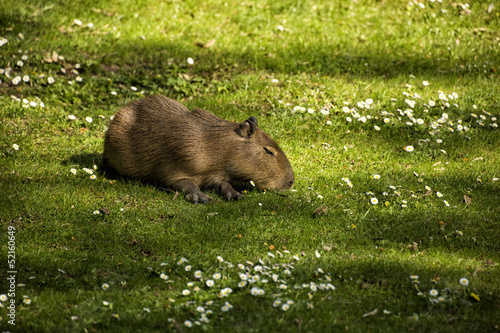 Capybara auf einer grünen Wiese