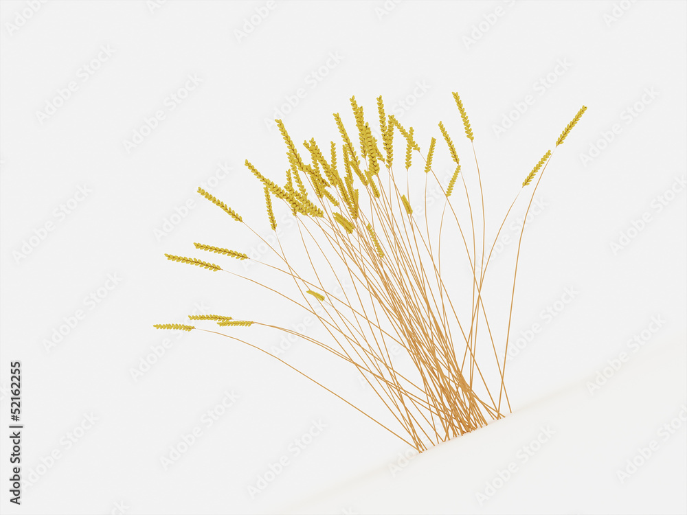 Obraz premium Grain isolated rendered