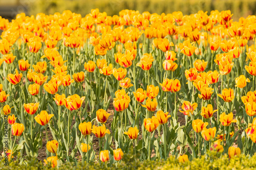 Group of yellow tulips with red parts © Vit Kovalcik